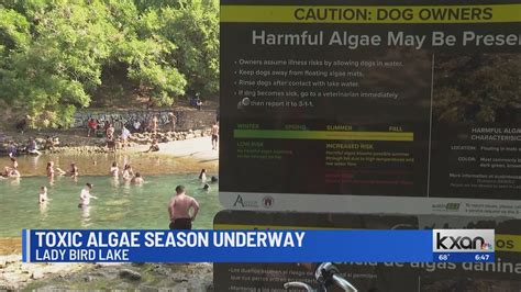 Toxic algae season underway in Austin